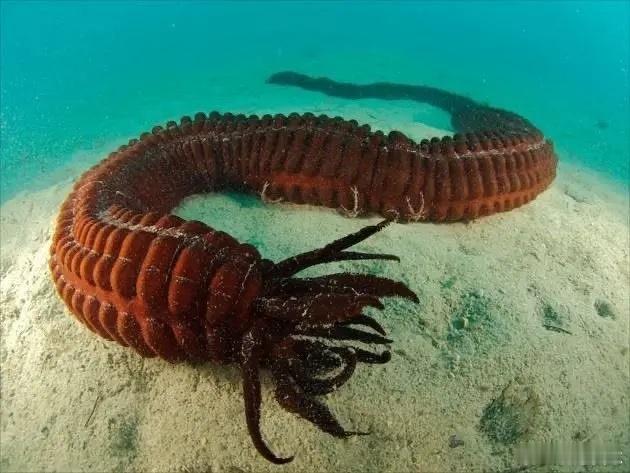 2009年，由挪威卑尔根大学深海生物研究所（UIBDeep-SeaBiologyGroup）首席海洋