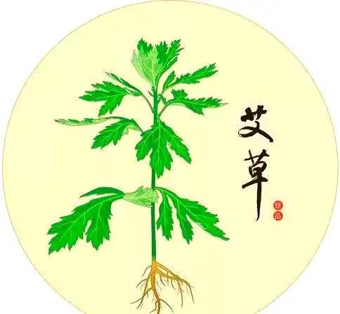 艾就一个字，我只说一次——艾草、艾蒿是两种植物吗？20260429经常看到