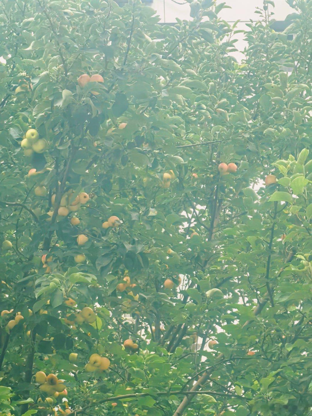 院子里的苹果树硕果累累🍎感觉离丰收的日子不远了哈哈立秋