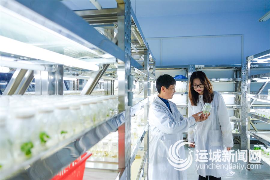 只为那一片菜花黄