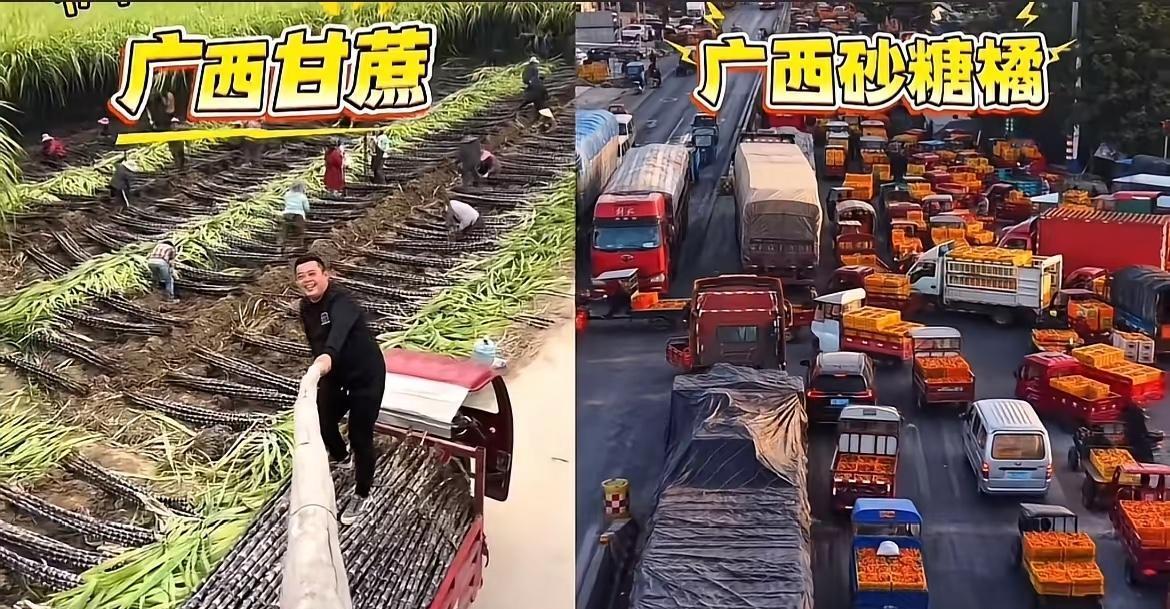 这是与辉同行广西阅山河之后砍甘蔗和运沙糖桔的场景，这么大的销售量评论区还有很多
