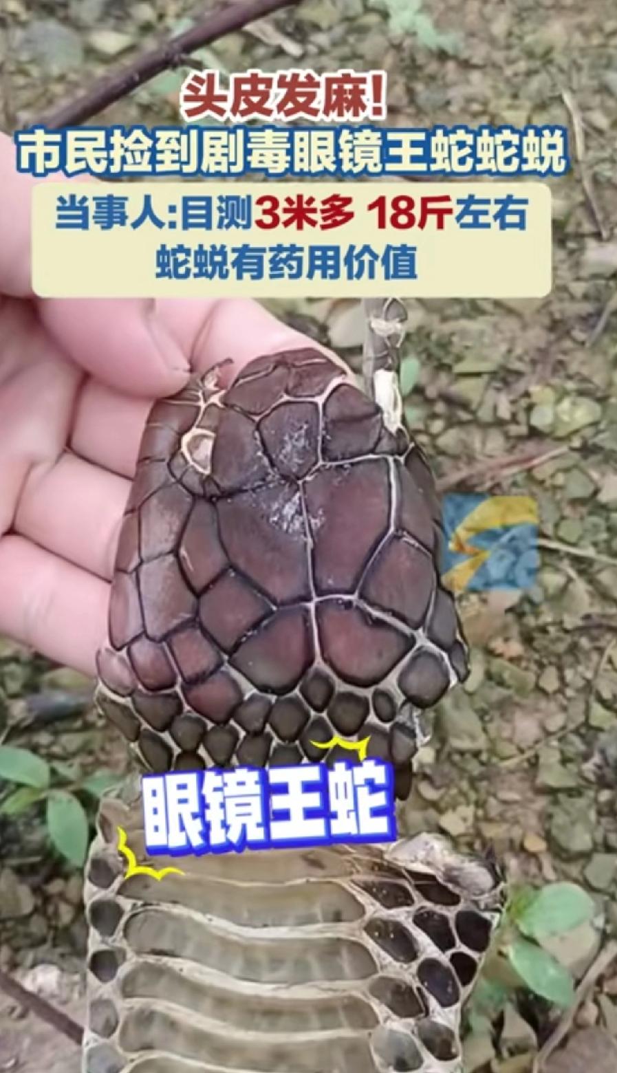 头皮发麻！市民捡到剧毒眼镜王蛇蛇皮，当事人：有三米多长，不到四米。18斤左右！