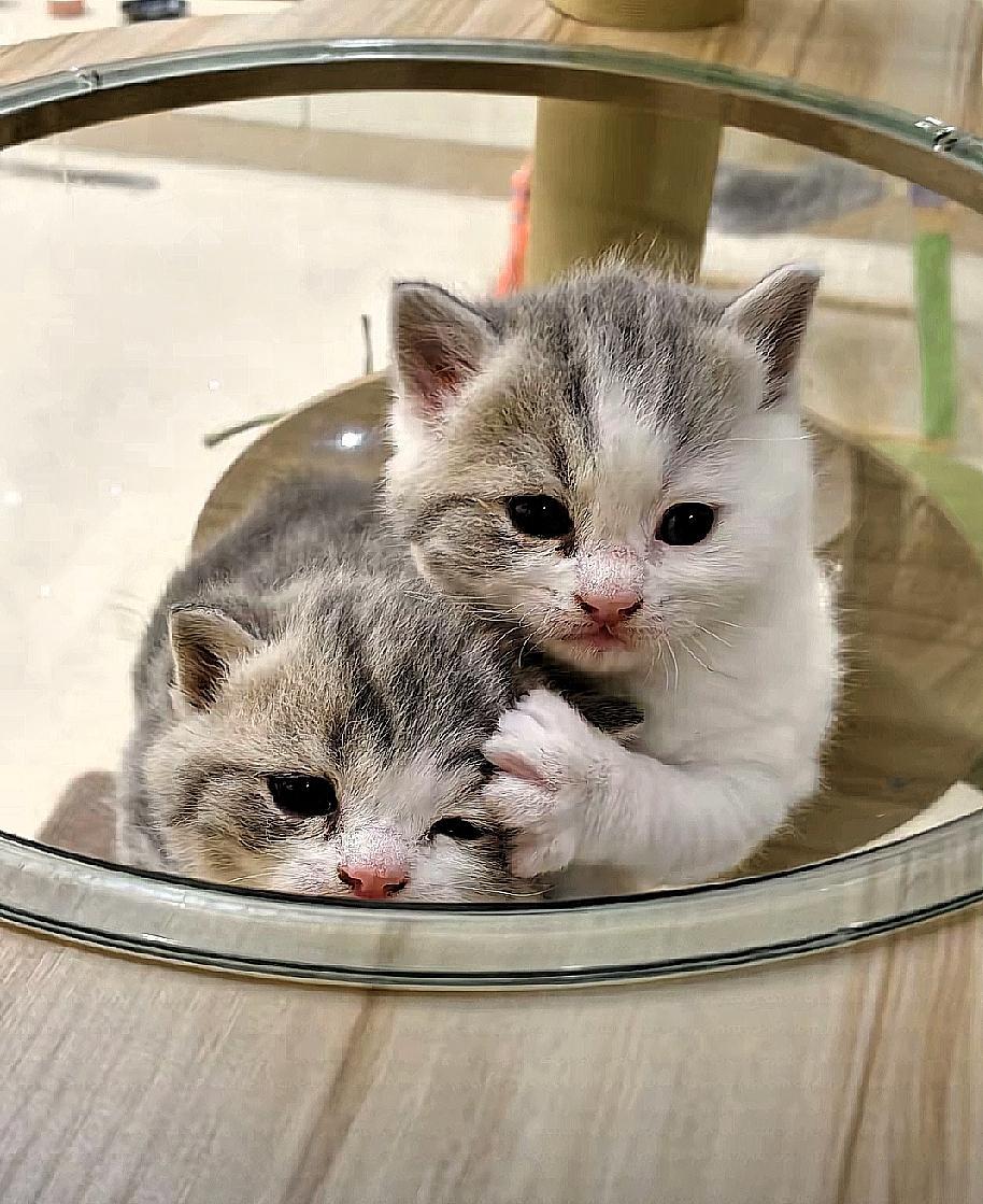 这么多年，我第一次答应老婆养宠物。她喜欢猫，那就养猫吧。我以前没养过猫，总