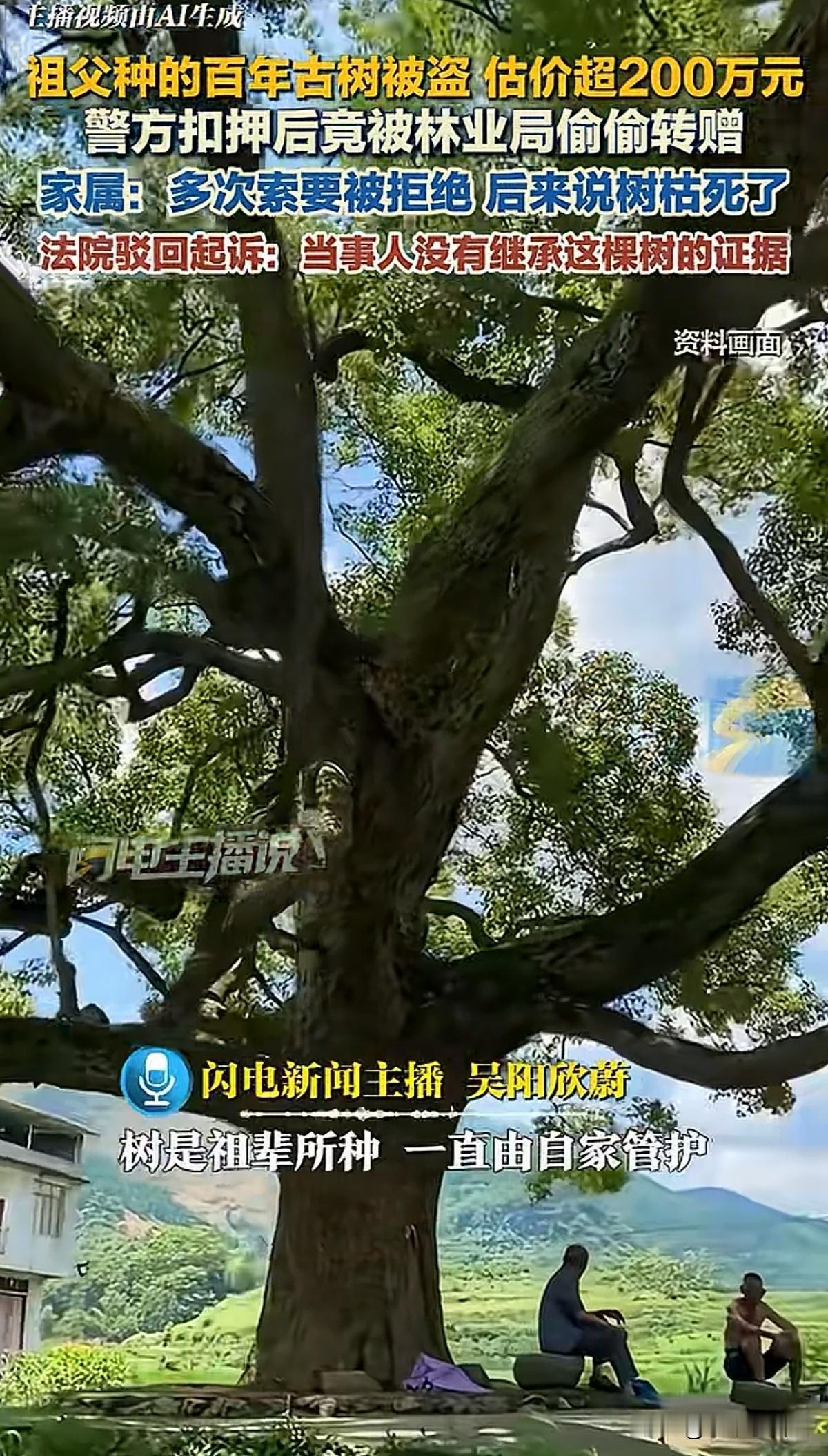 荒唐至极！海南白沙，女子祖辈种下的一棵老树，已有百年有余，评估价值200多万！谁