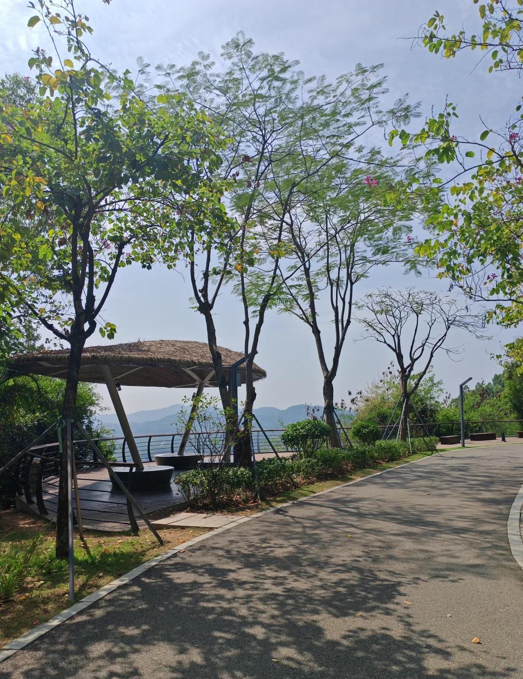 光明看湖景、走花路的森林公园！99%不知道光明除了爬蠄蜍石，看光明湖；❗️❗️