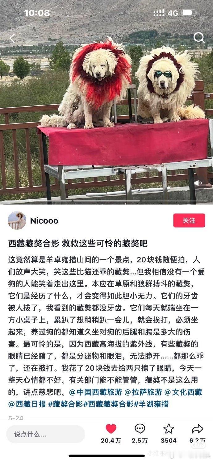 西藏藏獒合影背后太残忍了[裂开]商家为了吸引游客拍照，把藏獒的牙拔了，逼迫他们呆