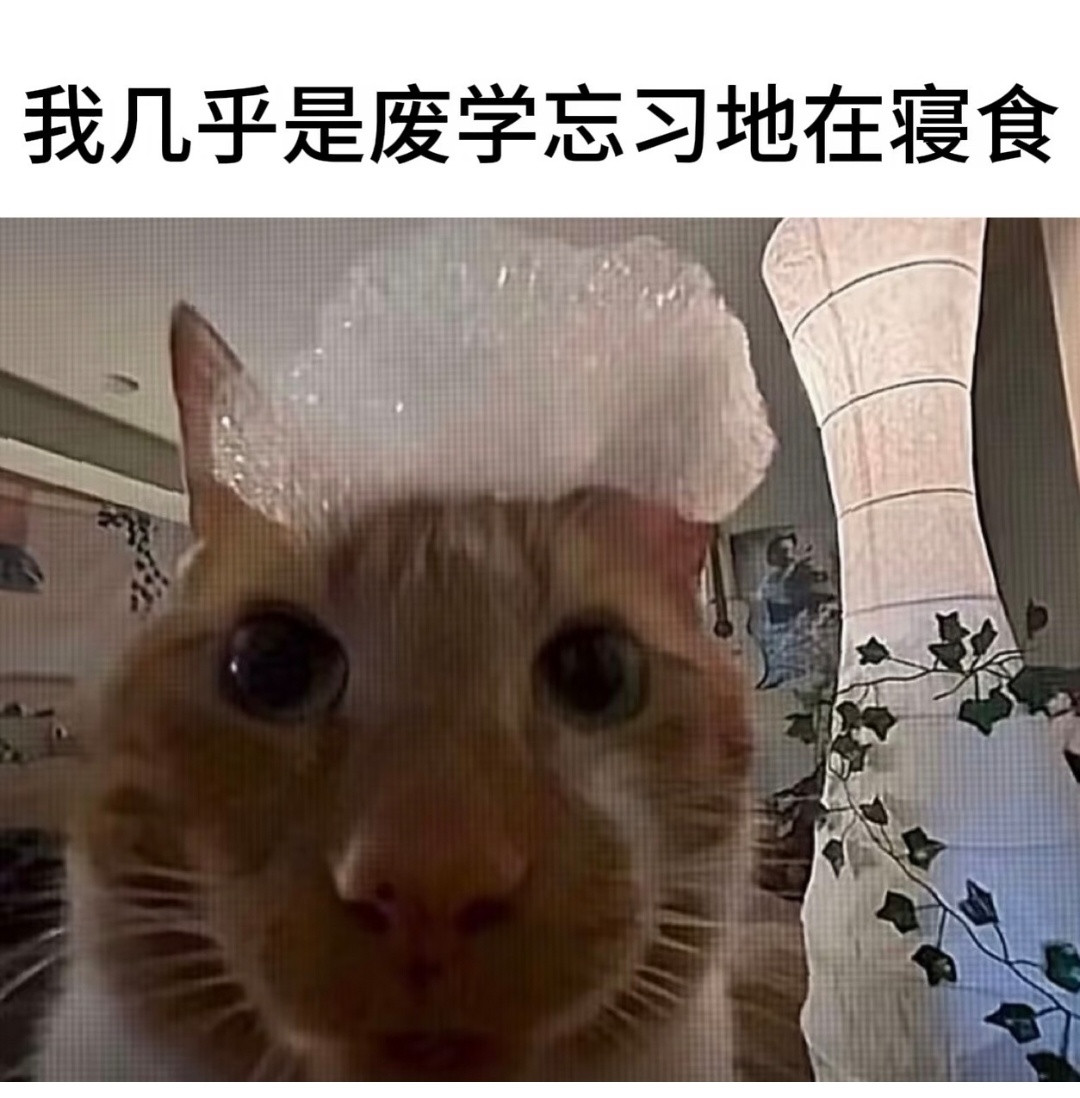 全套橘猫梗图合集来啦！