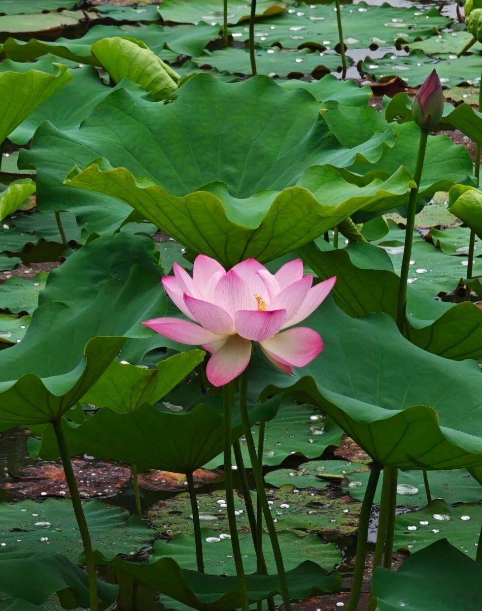 公元1565年，85岁的严嵩被抄家，他跪下哀求吏部尚书徐阶说：“能否留些钱，当做