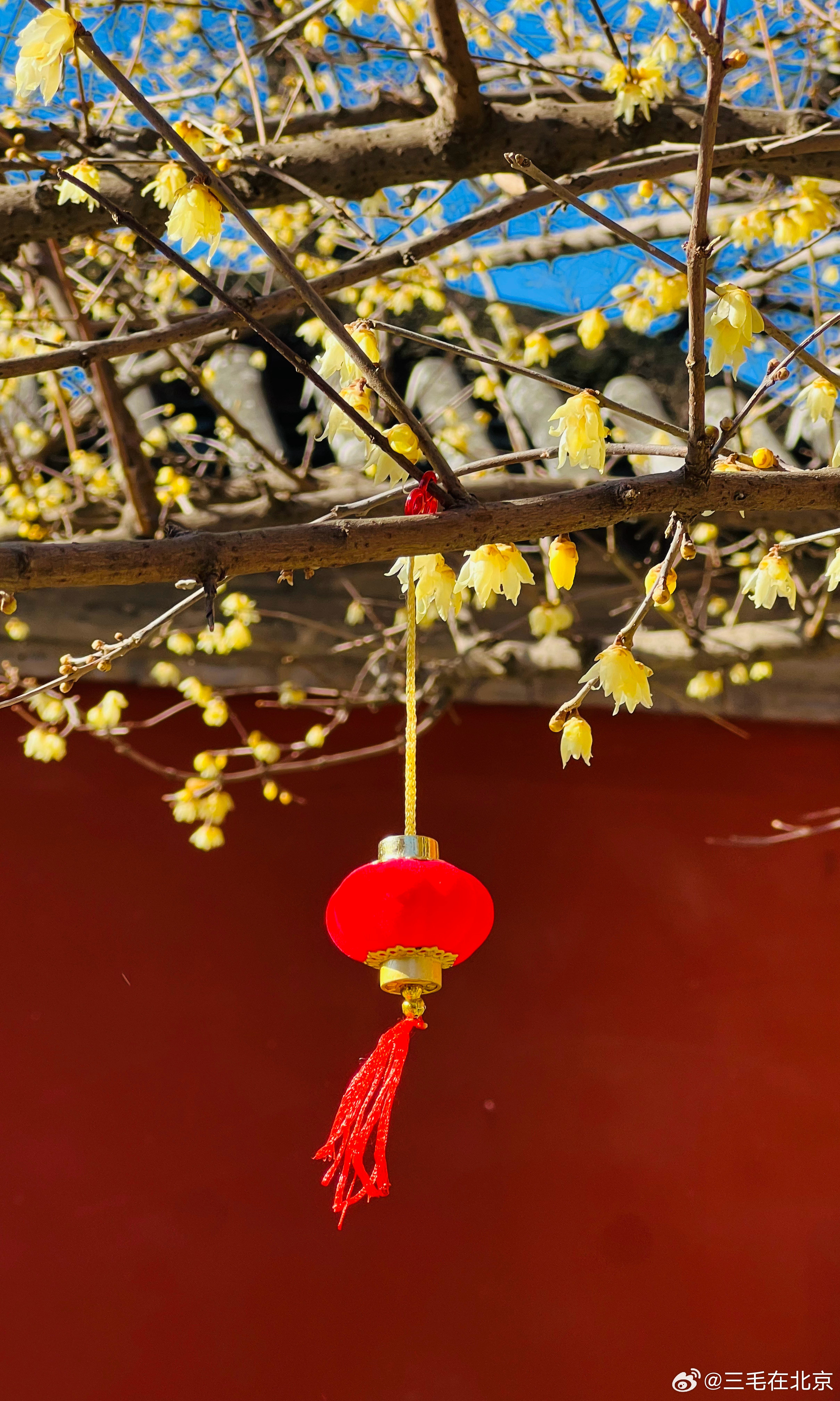 北京万寿寺蜡梅花开摄影