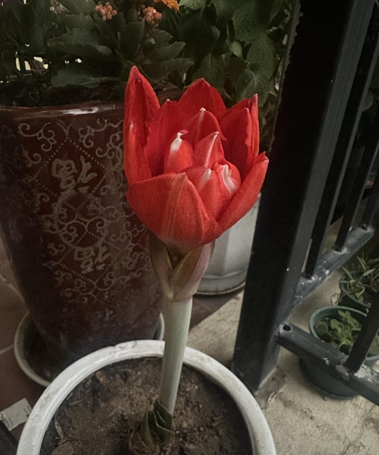 我买的一个“洋葱球”开花了。蹲在那里研究了一会，疑惑怎么不长叶子呢？后来经过