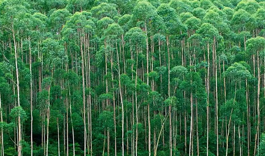 可怕的是人性！我国大力推广植树造林，但为何为全国提供31%商品木材的桉树，却被贴