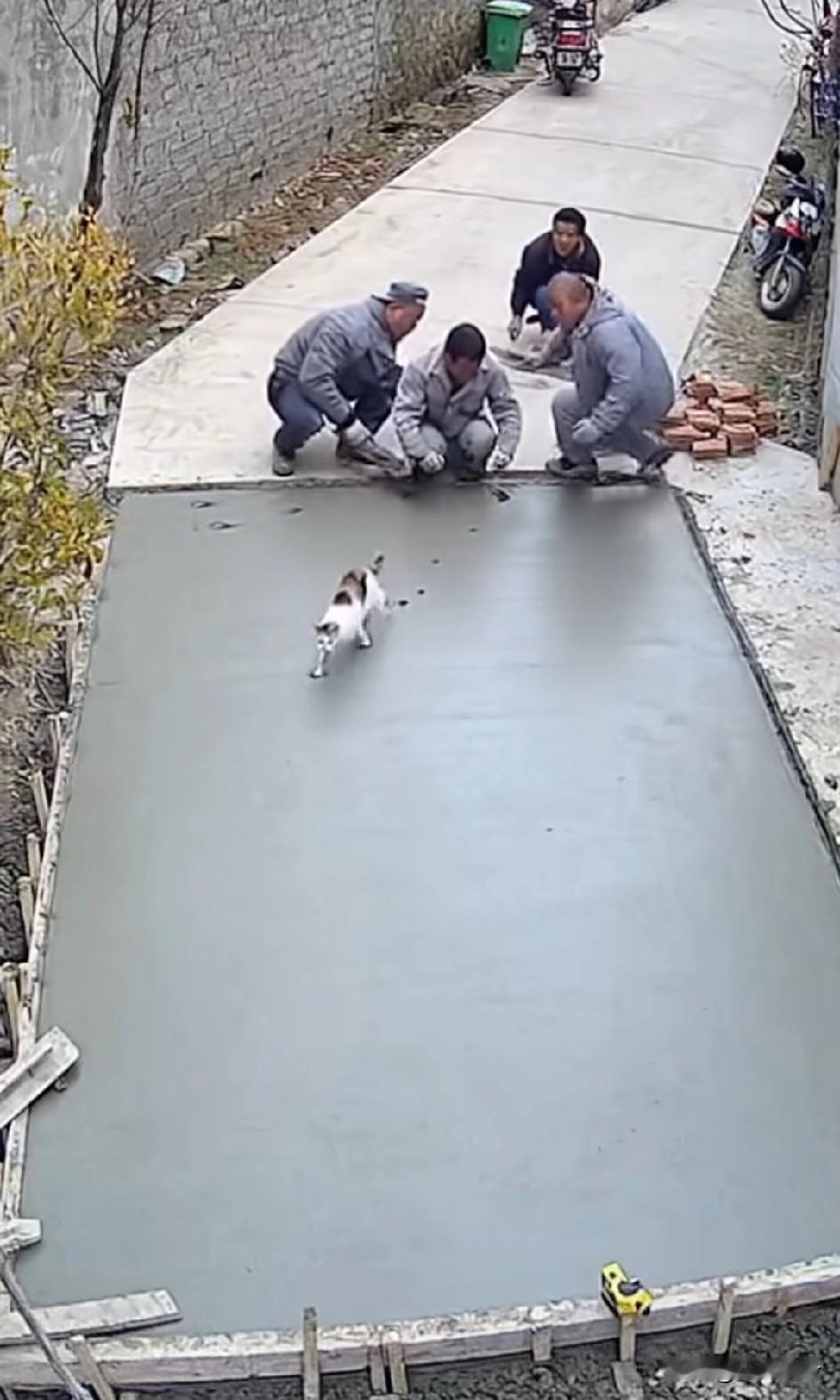 气到爆炸，自己踩的比猫还厉害，猫:想收工没门，看我给你走两步…猫咪说，让我来