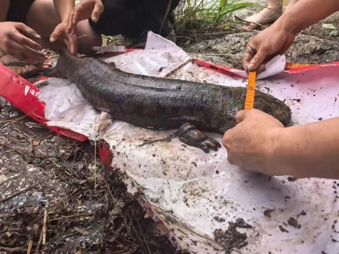 珍稀野生动物为何频频现身抚河源头?