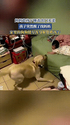 宝妈偷偷出门买菜，回头看监控瞬间破防：这只狗狗太会疼人了世间最温柔的守护，