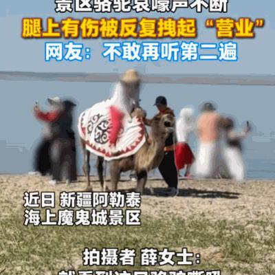 太没人性了！新疆阿勒泰，一女子正在游玩，突然听到骆驼哀嚎声。她循声望去，发现一头