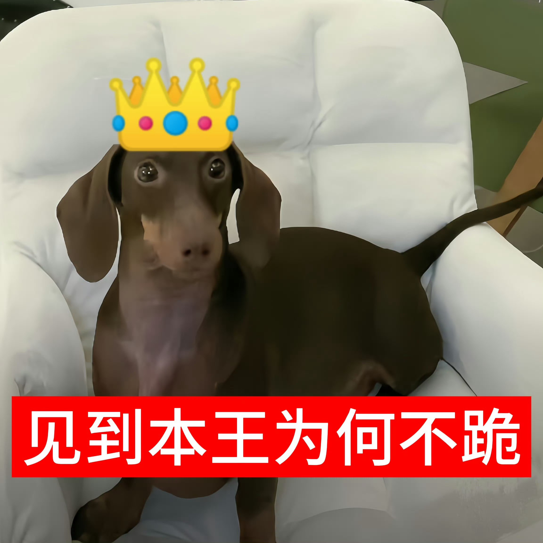 做梦梦见赵鹭鸶女士抱着doe来我家，我抱着doe，在摸着它溜光水滑小脑袋的时候，