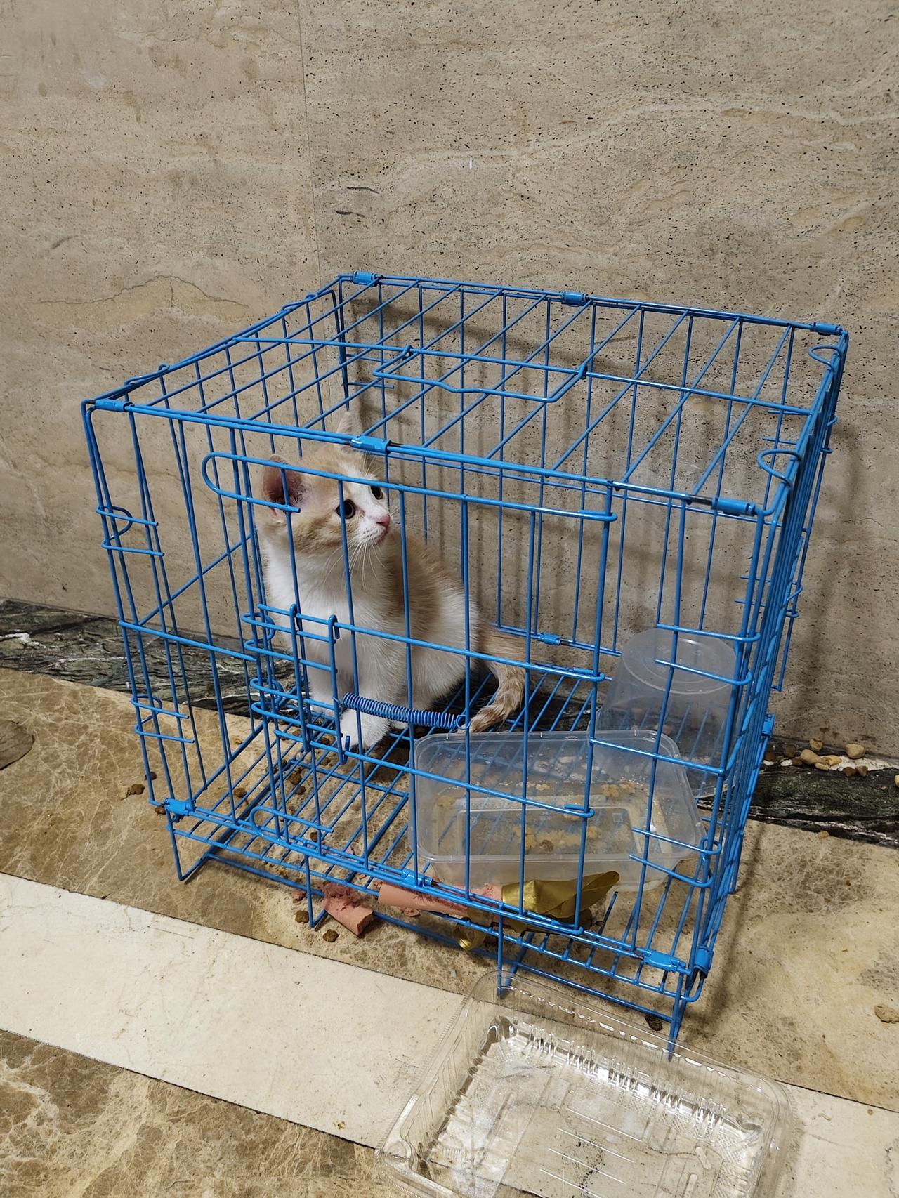 这算不算被遗弃呢？笼子里的这只小奶猫看着好可怜！它已经在我们一楼楼栋东墙根处待了