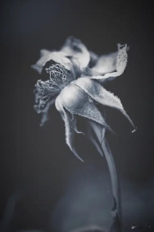 看到“残花无蝶恋”这个上联，瞬间就感受到一种落寞孤寂的氛围。残花无人欣赏，连蝴蝶