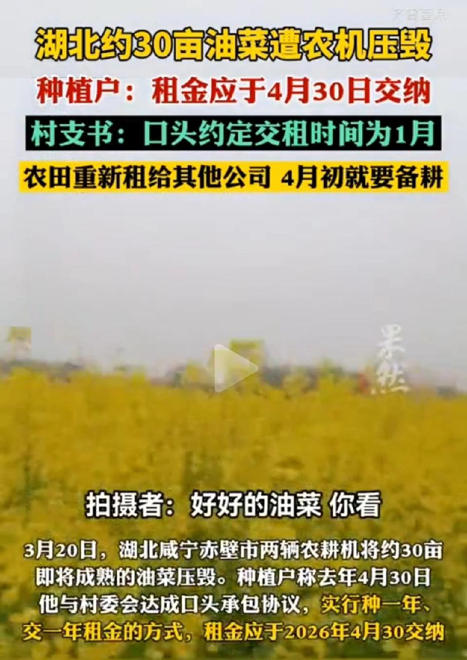 有点缺德！湖北咸宁，种植户老赵在村里承包了30亩地种油菜，眼看着要丰收了，没成想