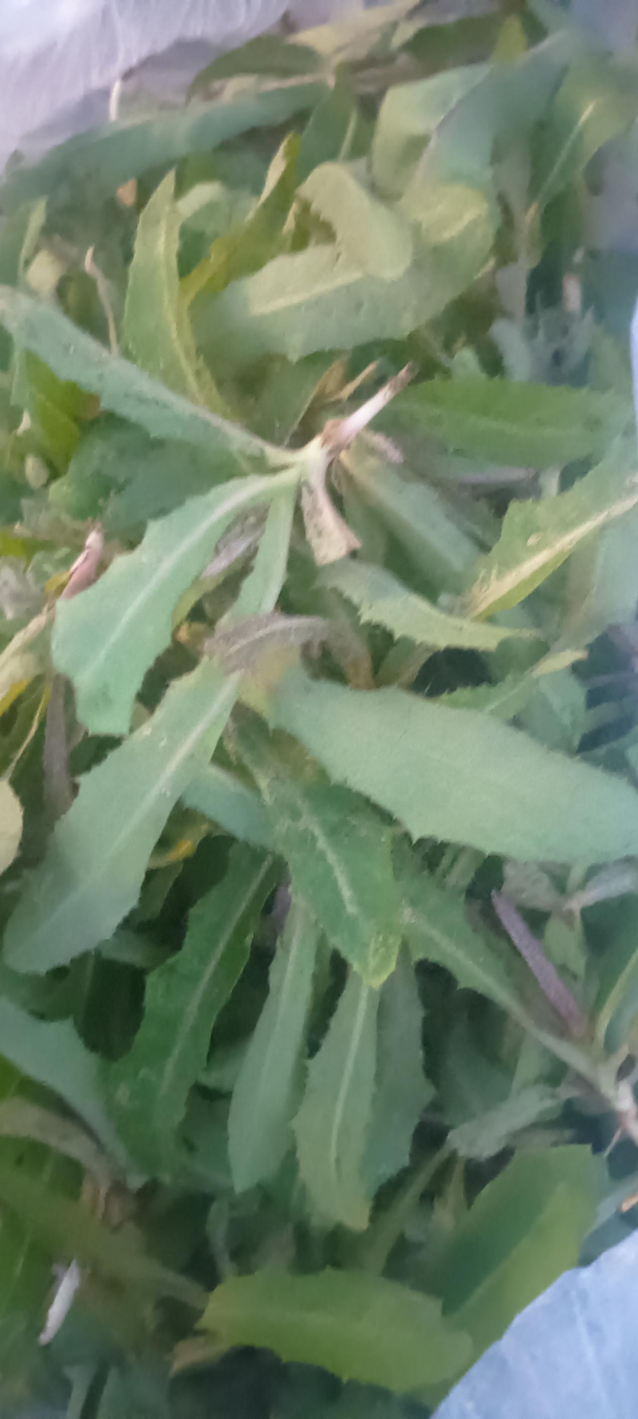 住在农村挺好，最起码能吃点健康绿色的蔬菜。我本来就是农村人，但现在除了我妹妹，