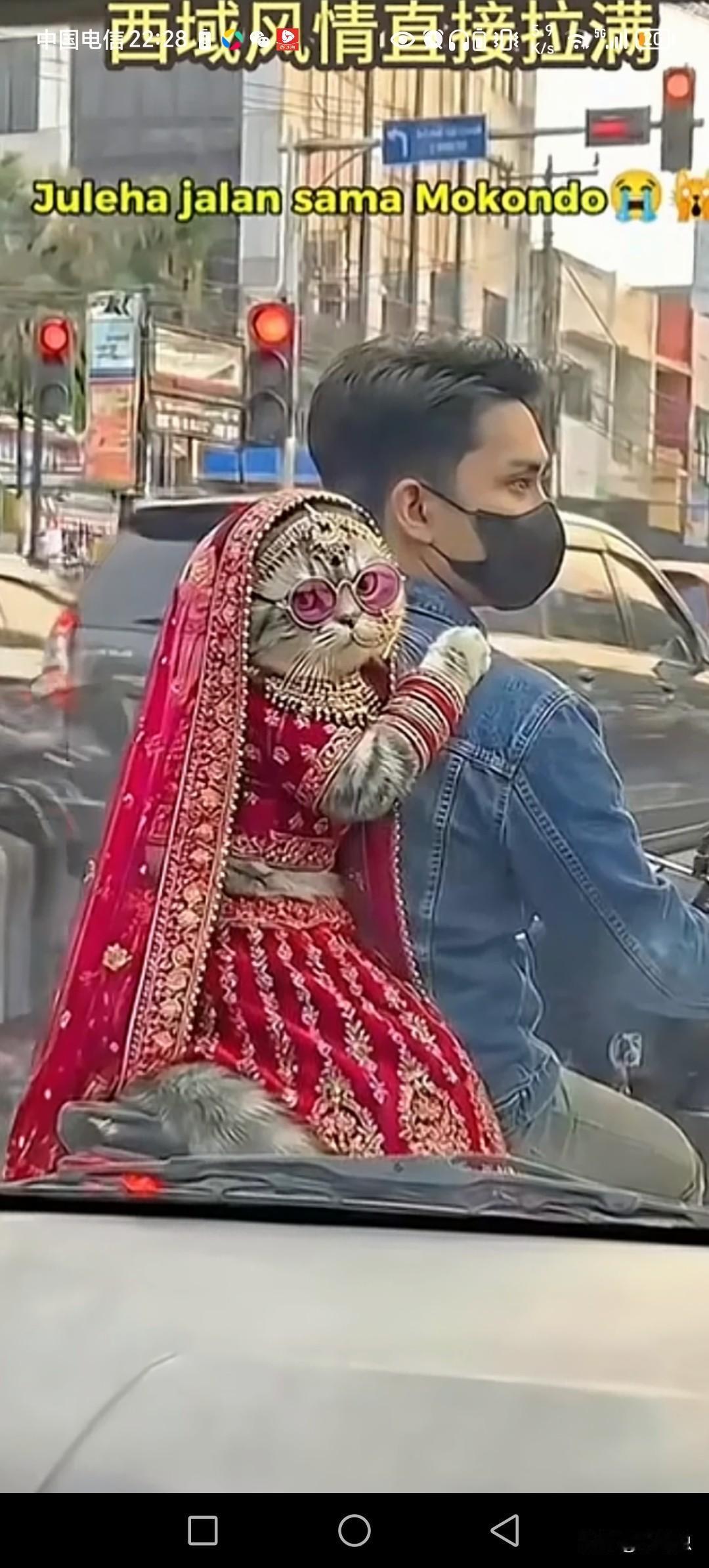 生活乐趣无边，只要肯下功夫。小猫都被打扮成新娘。西域风格，小猫披上特色服装。