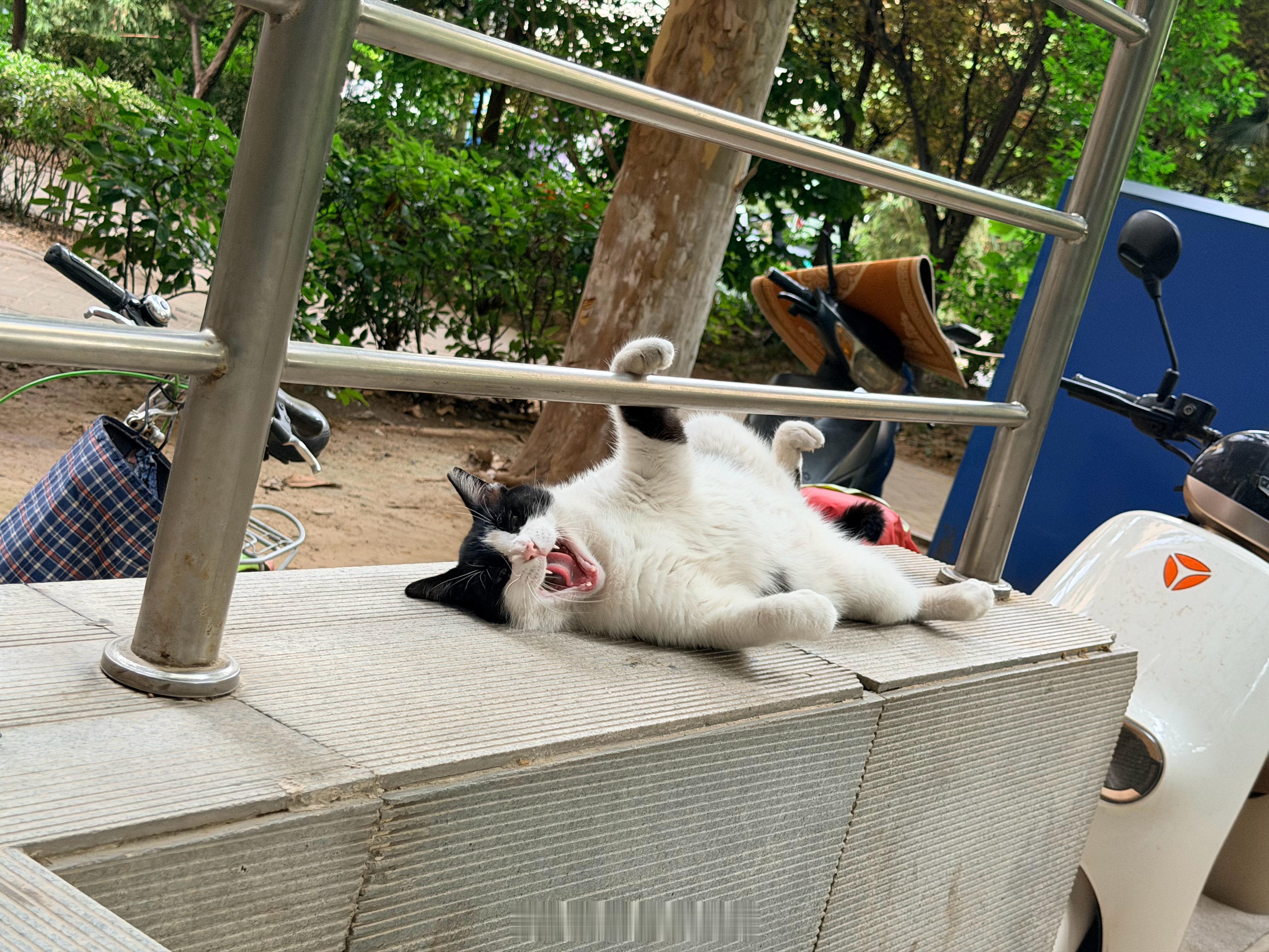 养猫人才知道小猫这一脚的含金量小猫真的是掌管舒服的神～