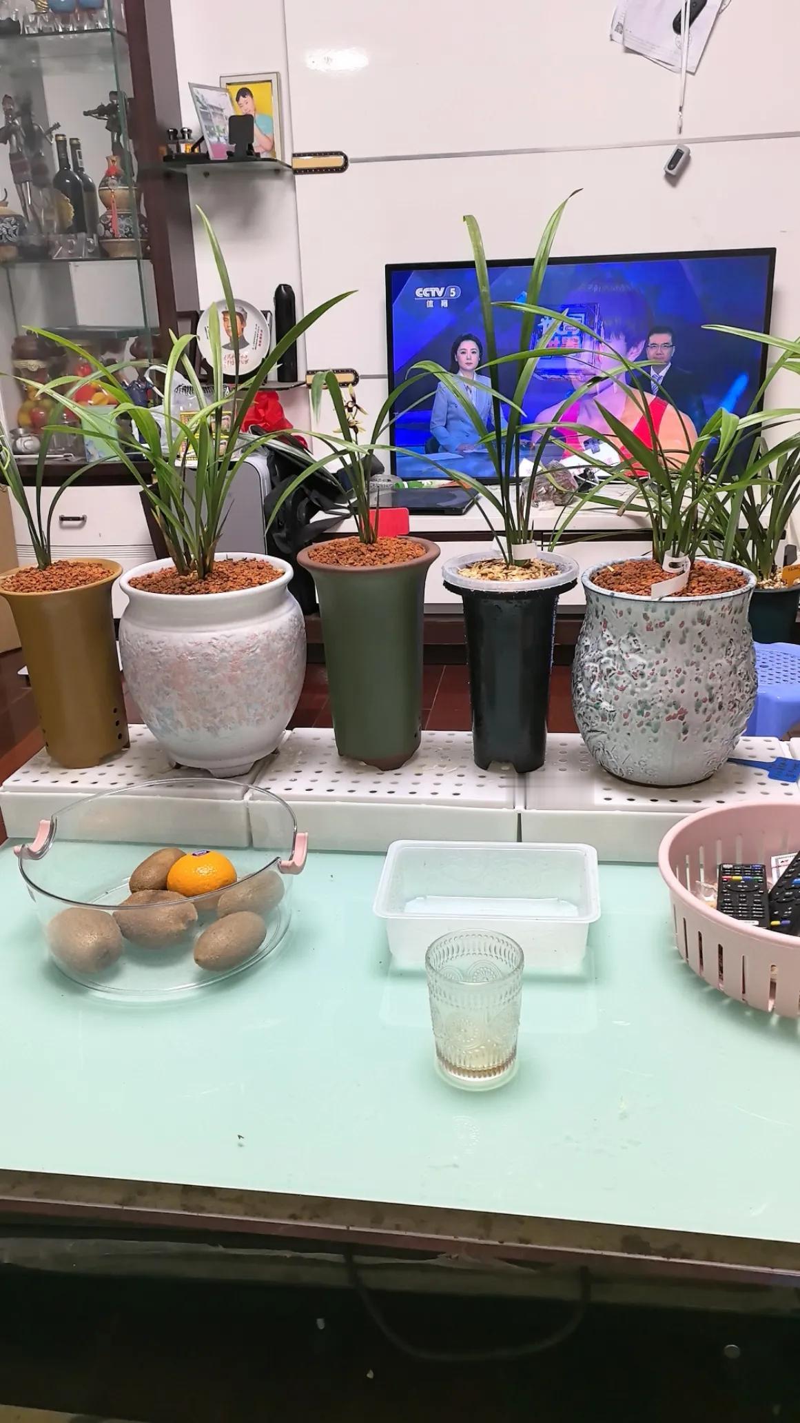 养兰心得｜秋季兰花分盆，这些细节别忽视秋天温度适宜，是兰花分苗换盆的黄金季节，