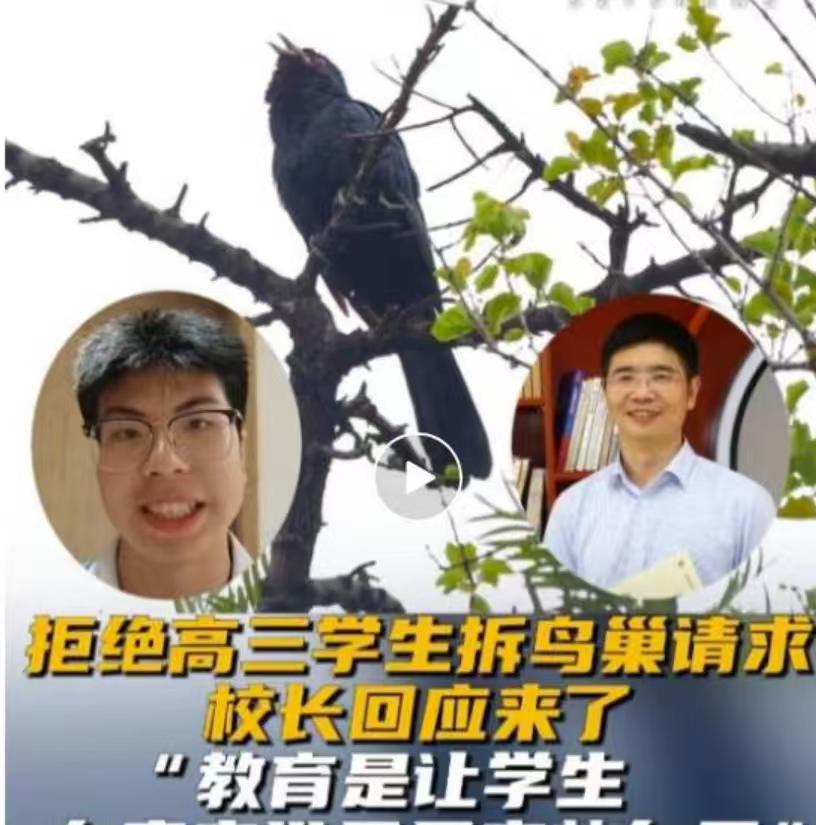 广东深圳，高三学生的教室外，有鸟巢，叽叽喳喳的鸟鸣声，仿佛就是一部高音交响曲，吵