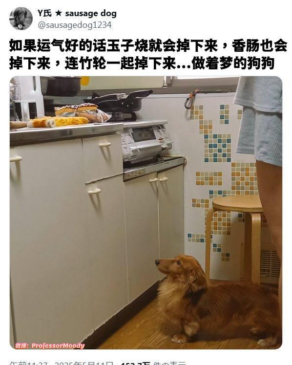 守厨待蛋meme​​​
