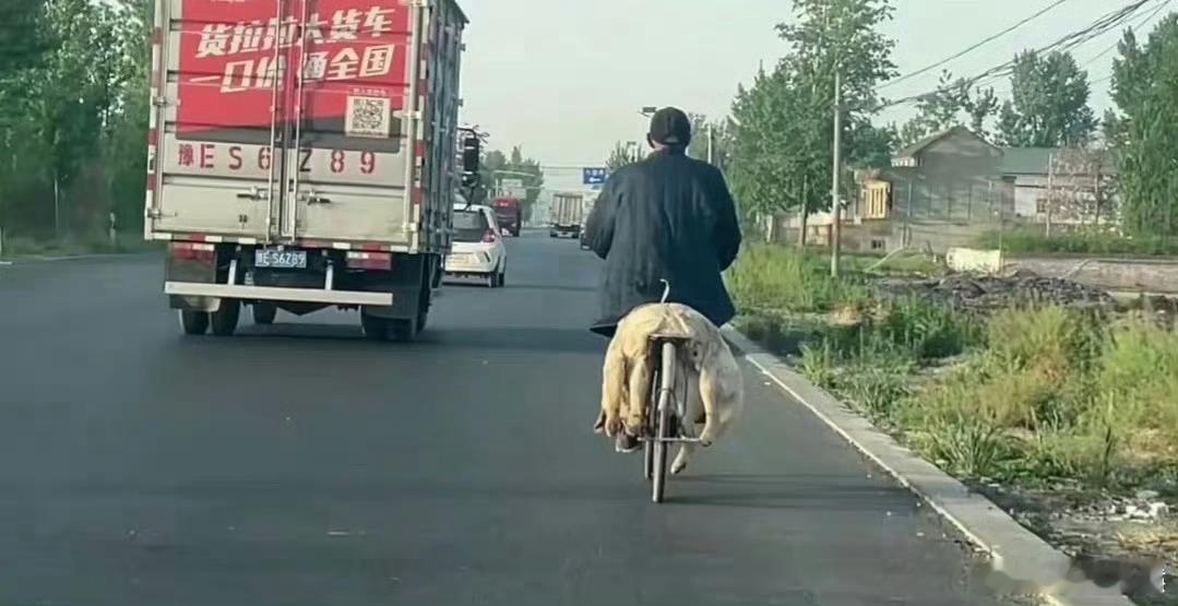 爷爷骑车十几公里，带去世的狗狗回家​​​