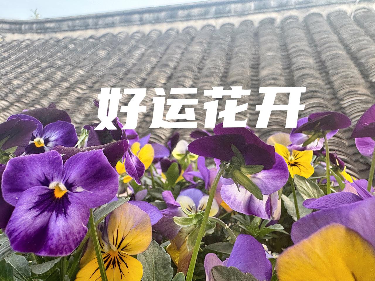 恭喜周运前六名（3/29～4/4）——金牛座♉️积极争取，坦诚合作，竞争获胜