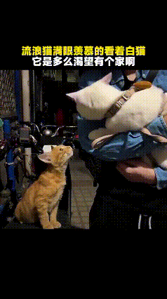 橘猫蹲在路边望白猫，女子递出食物的瞬间，它眼里流出了泪街角的台阶上，一只瘦