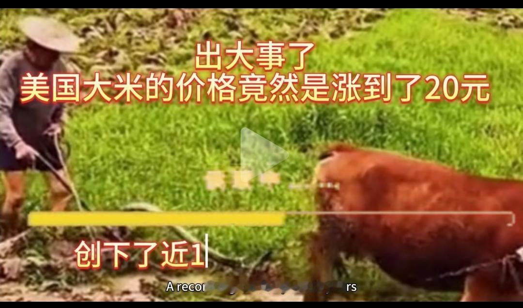 2025美国大米价格换算出炉！每斤人民币多少钱？全球供需格局藏关键目前暂未