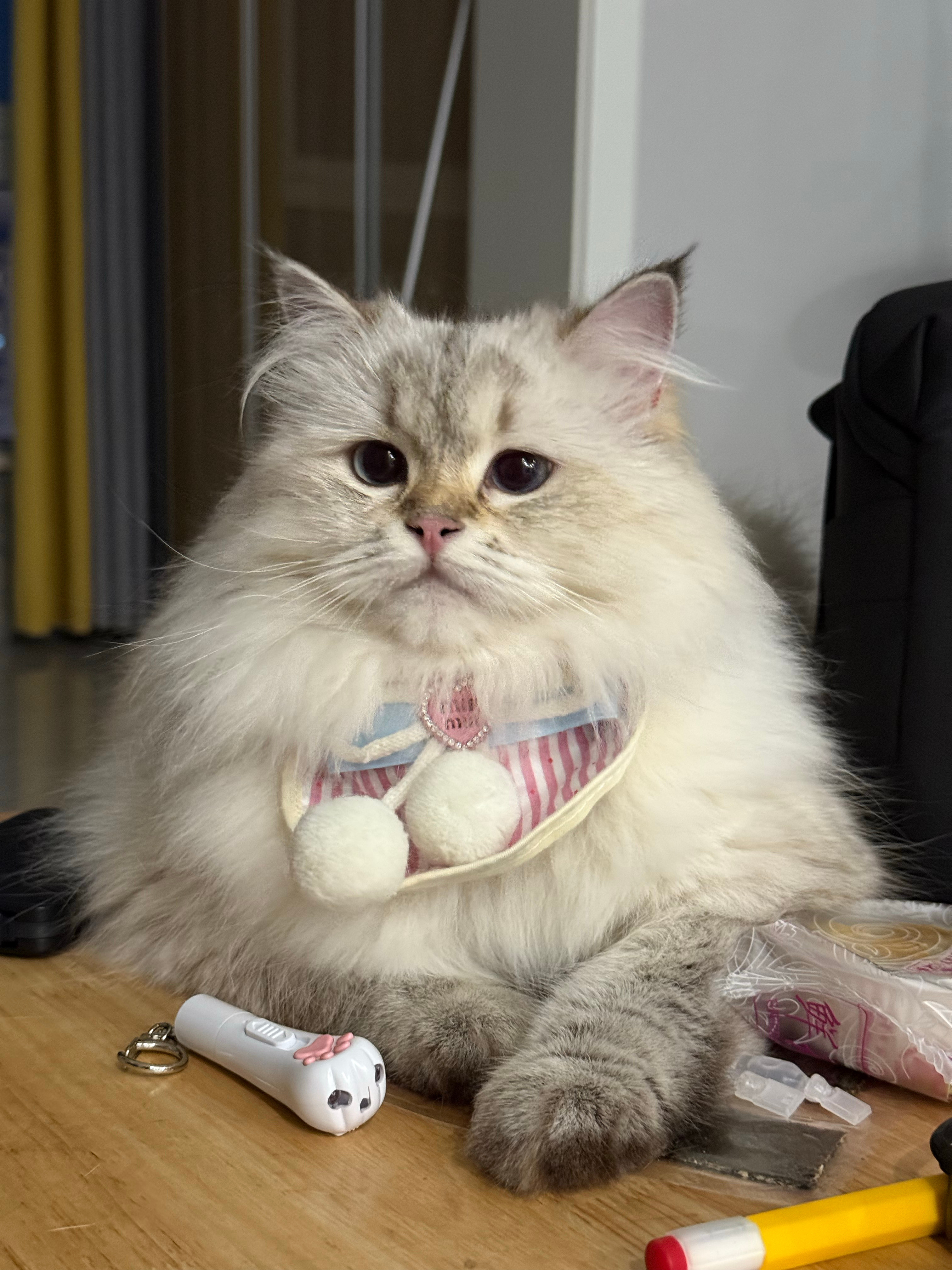 可爱猪咪实况叫声更迷人​​​