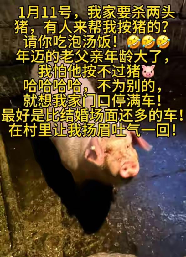 重庆合川的猪怎么也没想到，突然有那么一天，自己也会变成网红！起因就是当地网名