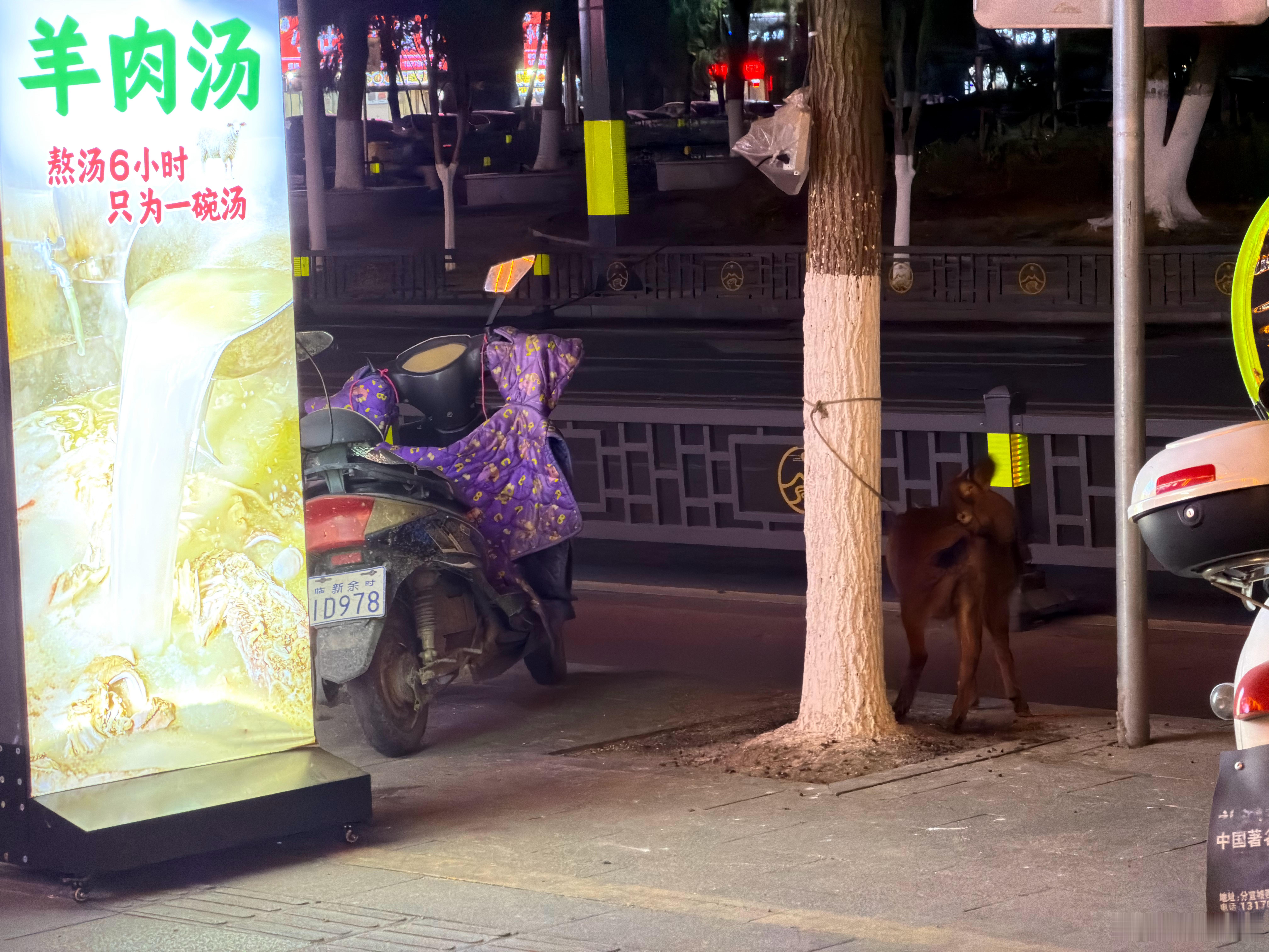 我说怎么一股羊屎味，这羊肉汤馆绑了只羊在马路边上