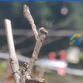 最近山东临沂出了件稀罕事儿——一位大哥在院子里修剪树枝，刚剪下一段枯枝，低头一看