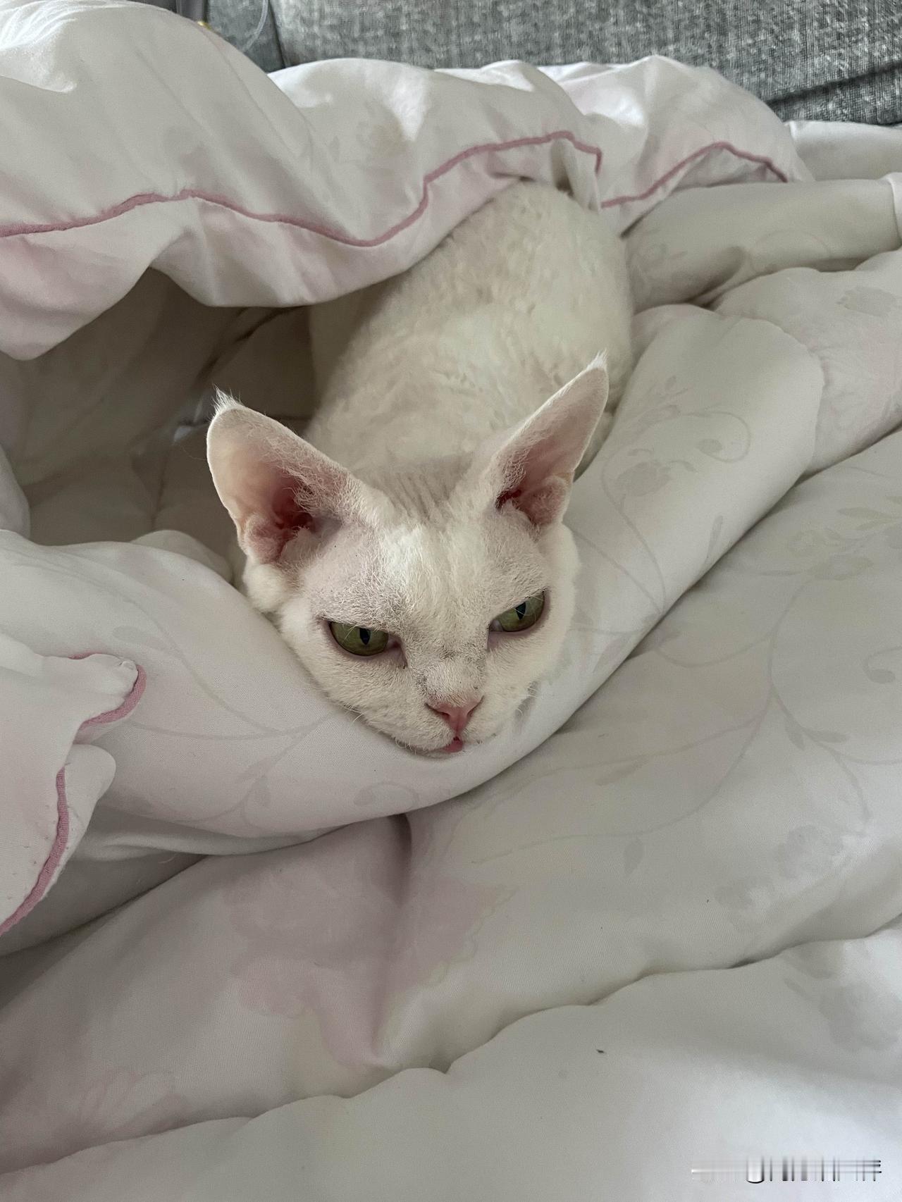 我们家的小猫咪吃猫粮哦，偶尔吃一点罐罐。人的东西不能给吃，会肠胃不适的。下了两