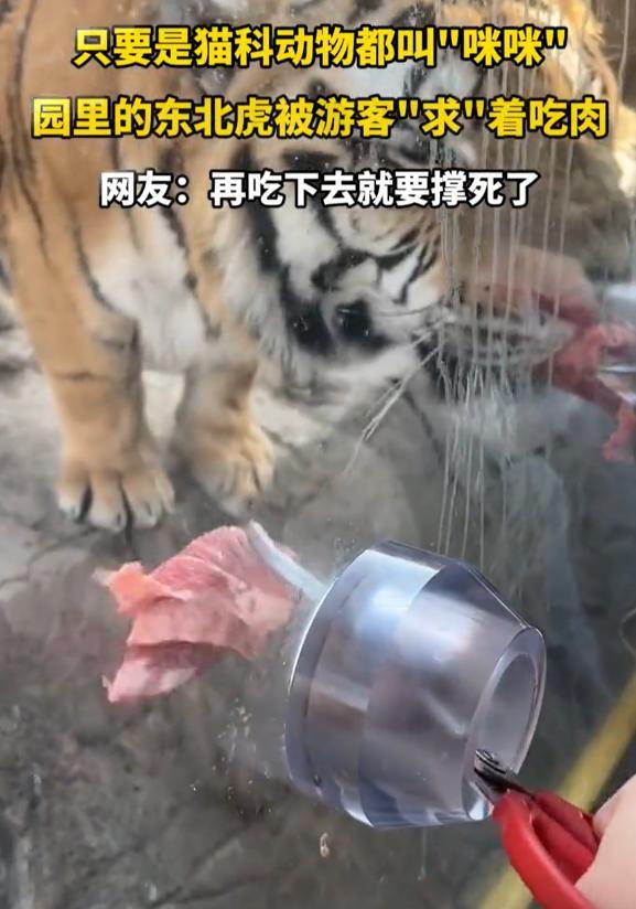 老虎也过年了！黑龙江哈尔滨，一女子去东北虎林园看老虎，上观赏车前，特意买了好几块