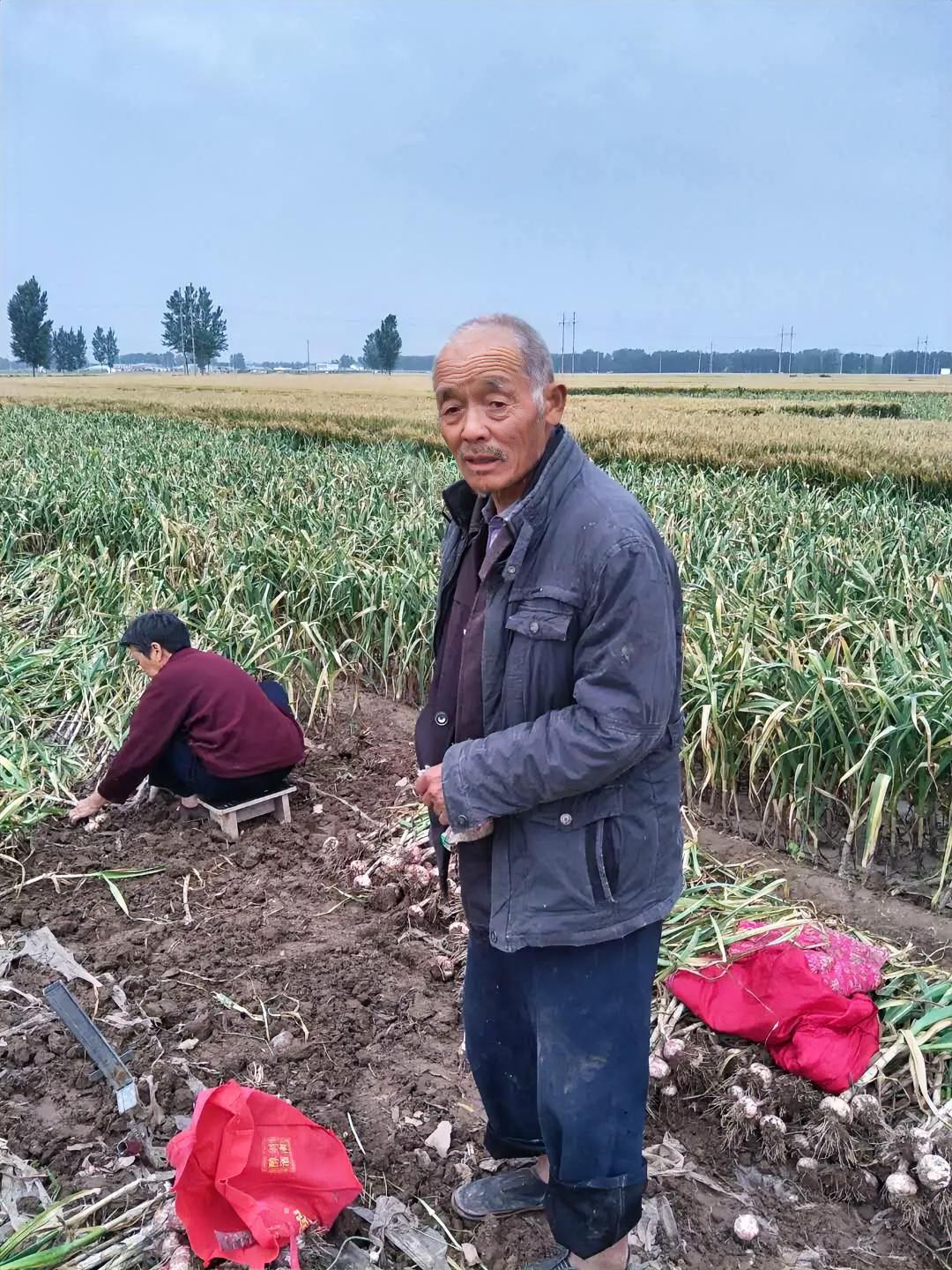 太扎心了！河南开封一位七旬爷爷，身患尿毒症，平日里忍着病痛种了一年大蒜，就指望着