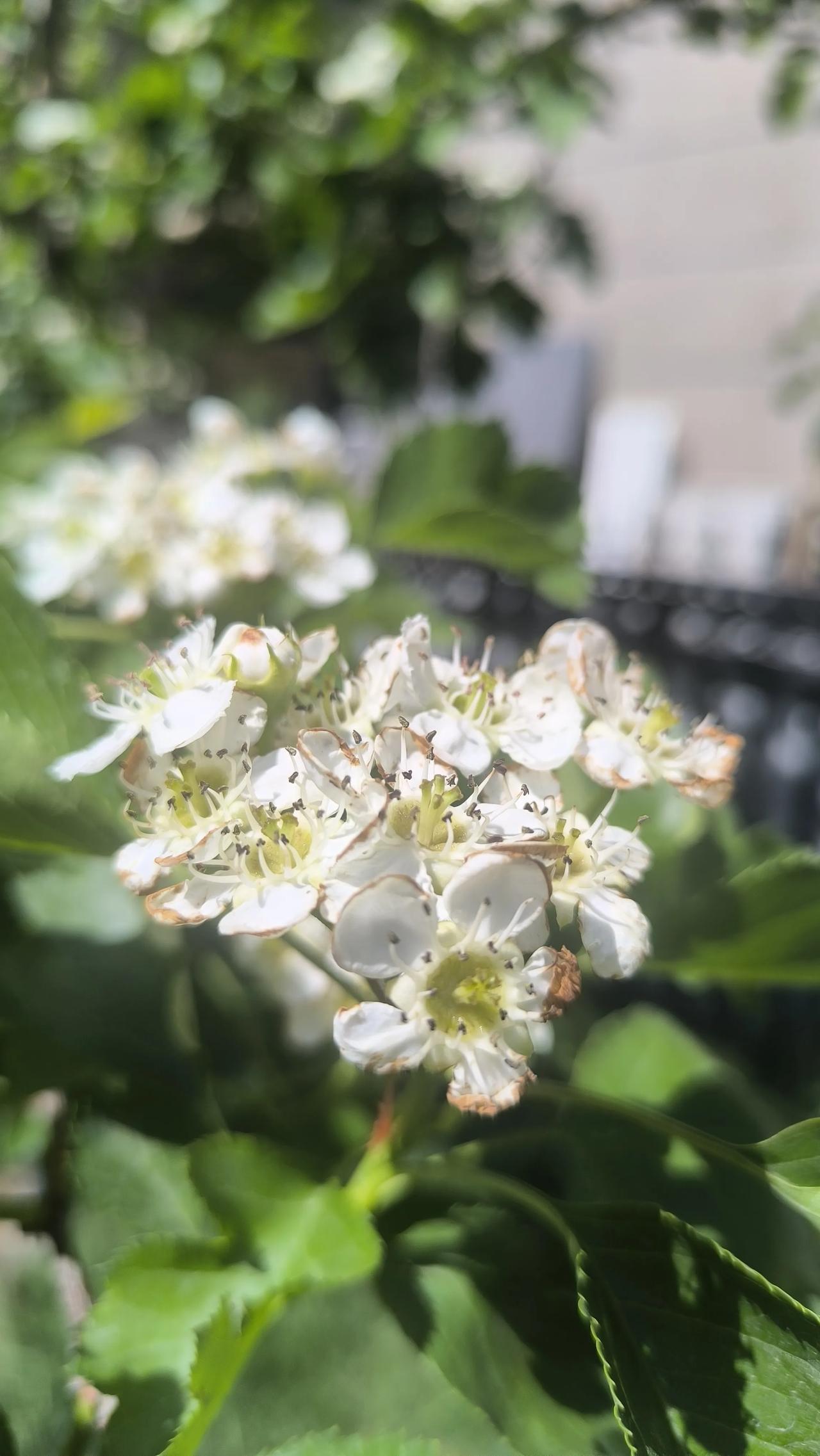 花的聚会总是充满生机与色彩。苹果花盛开时，那一片粉白相间，仿佛是果园中的精灵在轻