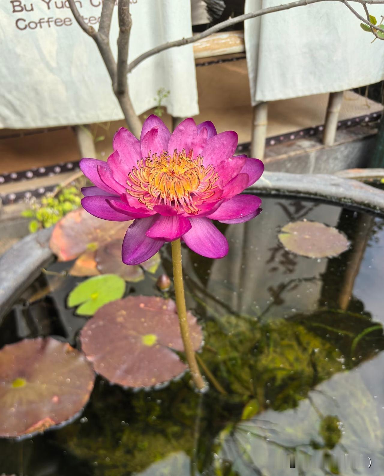 好的婚姻，从来都是两个人并肩作战。杨绛先生说：“夫妻该是终身的朋友，夫妻