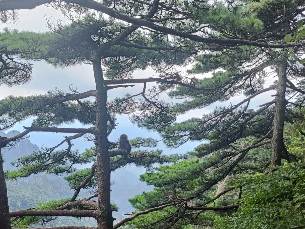 春光旖旎，步入这山清水秀的天地，宛如误闯人间仙境。苍松翠柏间，雾霭袅袅如薄纱曼舞