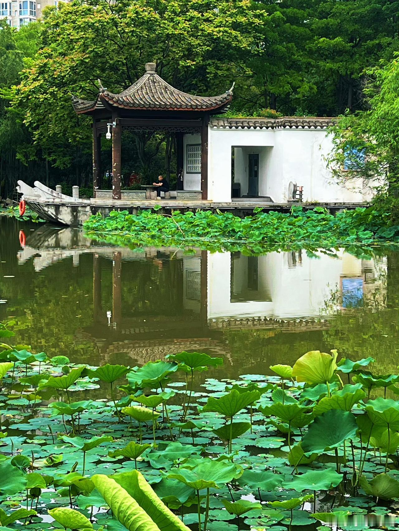 【藏在福州夏天里的色彩茶亭公园】茶亭公园首朵荷花已悄然绽放，亭台映水、