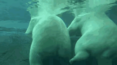 熊大：你这个老六，游泳就游泳，为啥还踢我的屁股三脚，还真够痛的……熊二：不好意