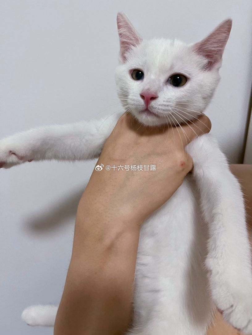 直男养小茂密🐈belike：咪赖叽，奶声奶气喵了两声，他说叫什么叫。我说人家