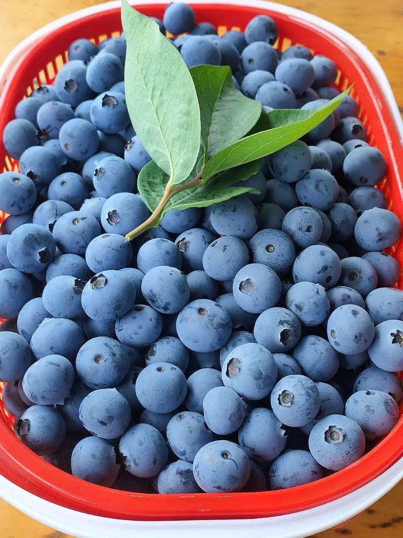 我在海南生活了37年，以前几乎没见过市场上有卖蓝莓的。可最近这几年，海南市场