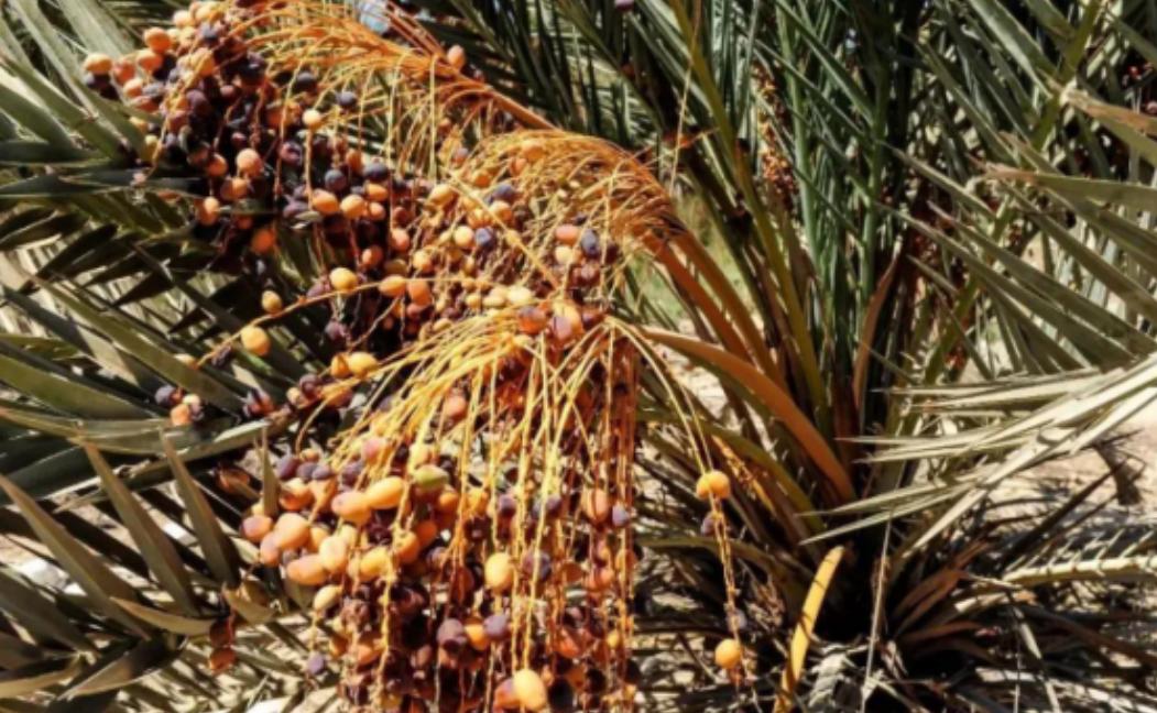 埃及在沙漠种植椰枣，改善了恶劣环境，甚至靠出口赚取了30亿，反观我国，2019年