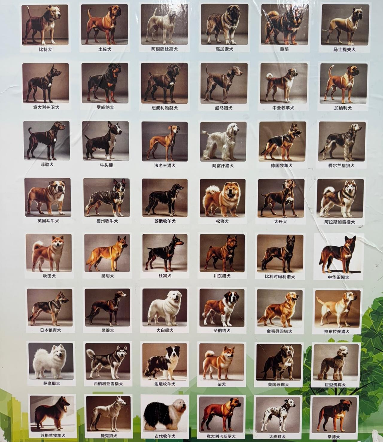 各位家里都养的什么狗？看看图里面有没有