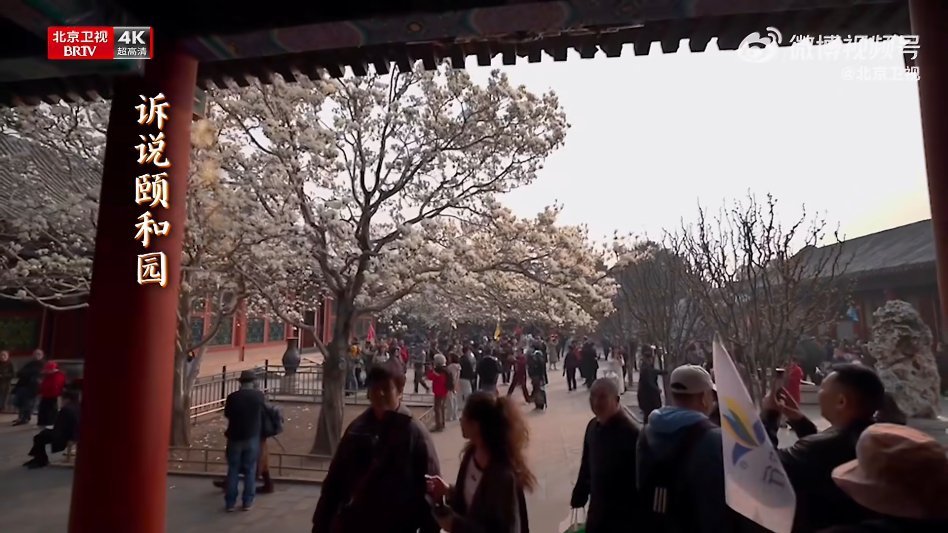 颐和园古玉兰的生命历程从百年古枝到克隆新生，颐和园古玉兰跨越时光依旧惊艳绽放，洁